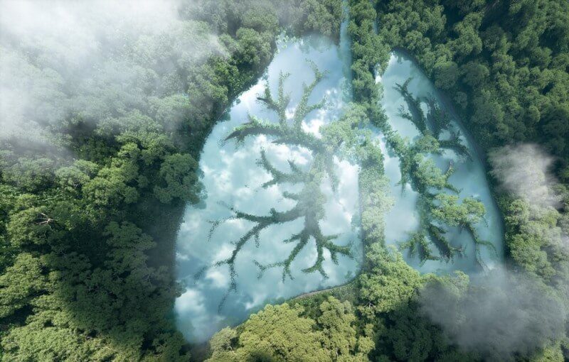 Lake and trees create a shape of lungs