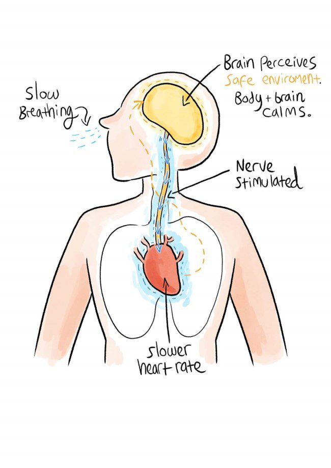 How To Stimulate The Vagus Nerve With Breathing Exercises