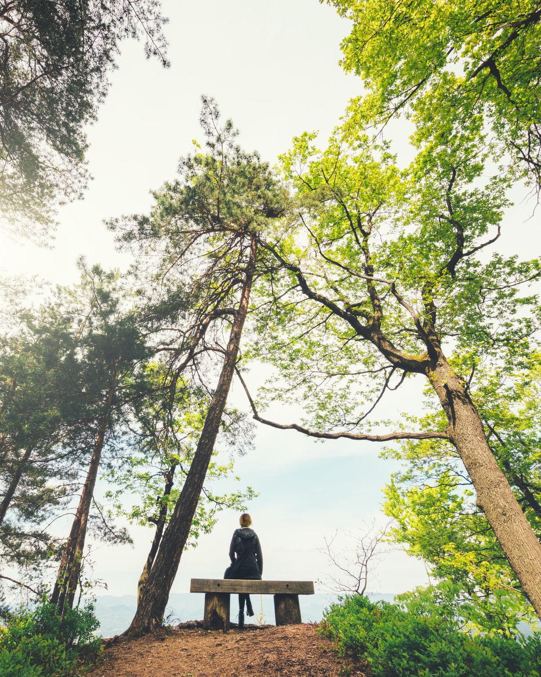 mindfulness in trees Mailchimp Banner Instagram Post 14